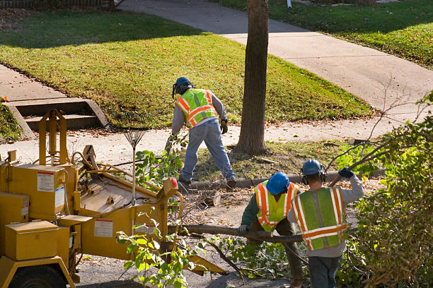 Best Palm Tree Trimming  in Bayou Vista, TX